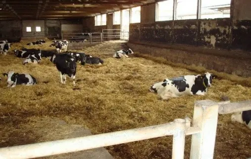 Loose keeping of cattle