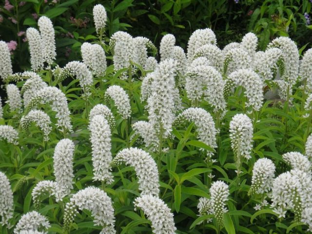 Loosestrife (lily-of-the-valley): planting and care, photos in landscape design