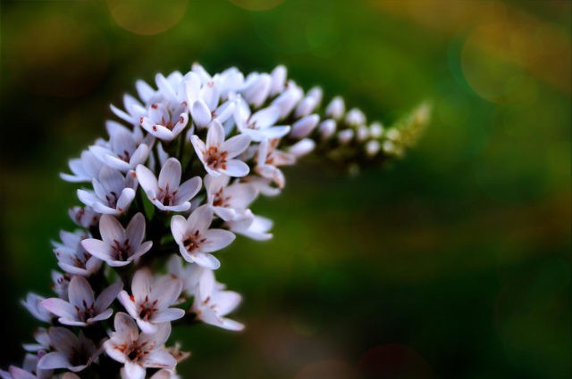 Loosestrife (lily-of-the-valley): planting and care, photos in landscape design