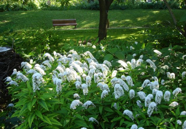 Loosestrife (lily-of-the-valley): planting and care, photos in landscape design