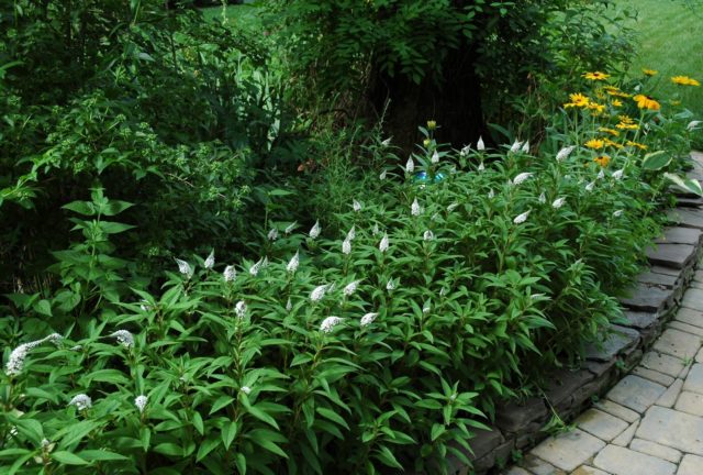 Loosestrife (lily-of-the-valley): planting and care, photos in landscape design