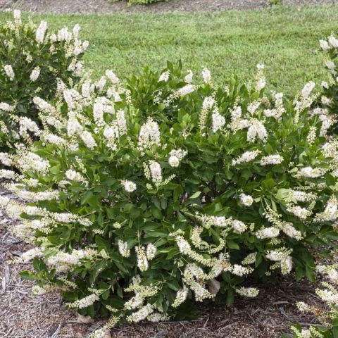 Loosestrife (lily-of-the-valley): planting and care, photos in landscape design