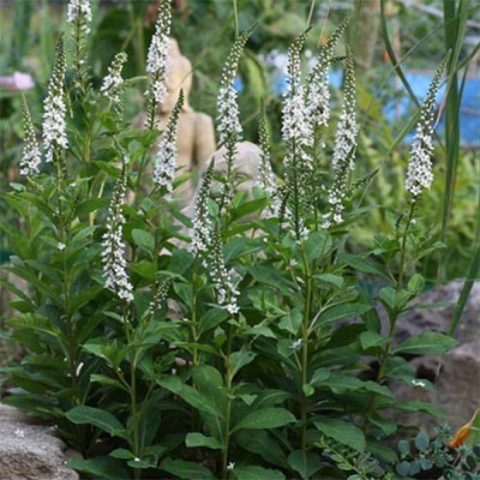 Loosestrife (lily-of-the-valley): planting and care, photos in landscape design