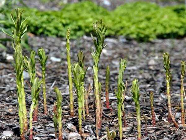 Loosestrife (Lysimachia ciliata): photo and description