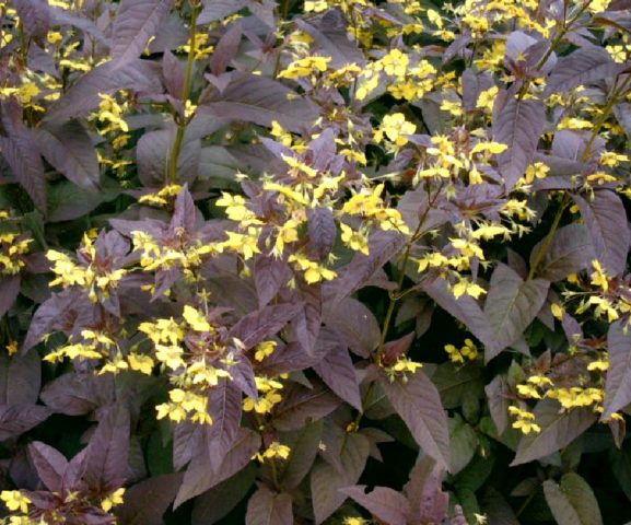 Loosestrife (Lysimachia ciliata): photo and description