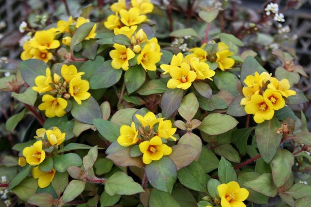 Loosestrife (Lysimachia ciliata): photo and description