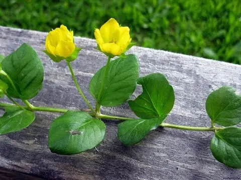 Loosestrife (Lysimachia ciliata): photo and description