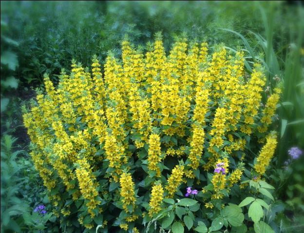 Loosestrife: planting and care, photo of flowers in a flower bed