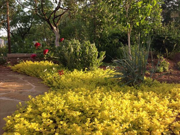 Loosestrife: planting and care, photo of flowers in a flower bed