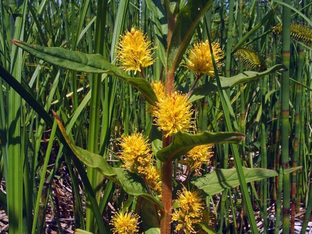 Loosestrife: planting and care, photo of flowers in a flower bed