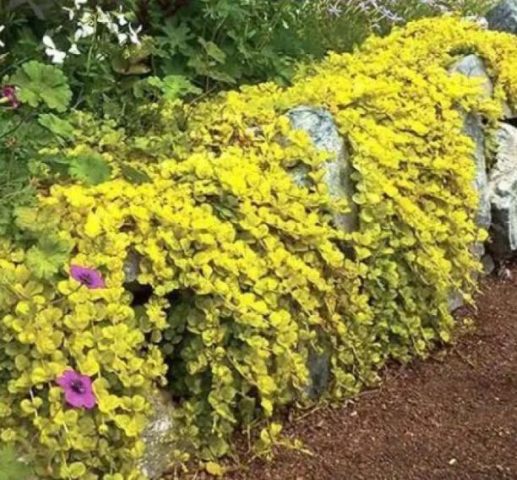 Loosestrife: planting and care, photo of flowers in a flower bed