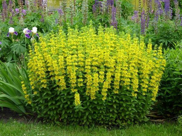 Loosestrife: planting and care, photo of flowers in a flower bed