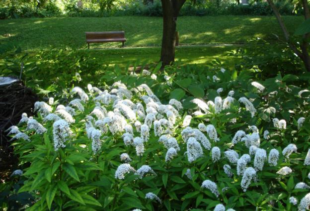 Loosestrife: planting and care, photo of flowers in a flower bed