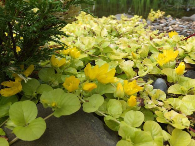 Loosestrife: planting and care, photo of flowers in a flower bed