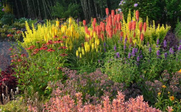 Loosestrife: planting and care, photo of flowers in a flower bed