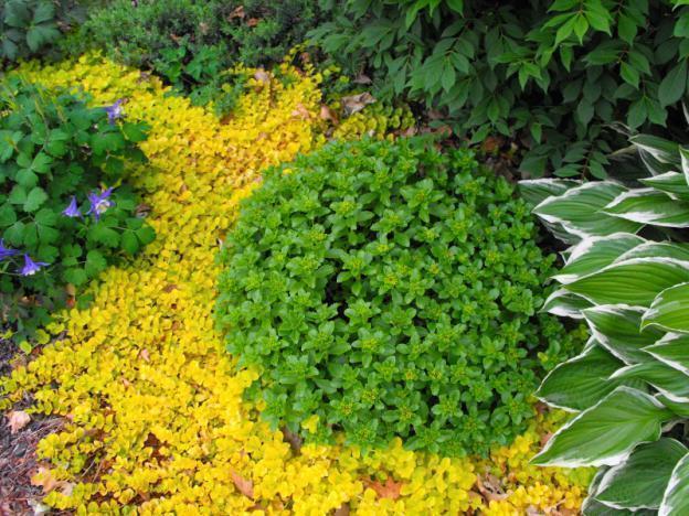 Loosestrife: planting and care, photo of flowers in a flower bed