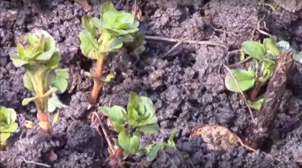 Loosestrife: planting and care, photo of flowers in a flower bed