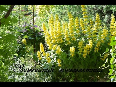 Loosestrife: planting and care, photo of flowers in a flower bed