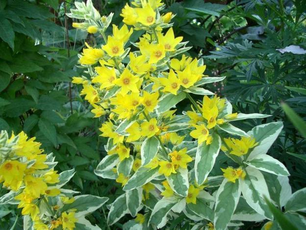 Loosestrife: planting and care, photo of flowers in a flower bed