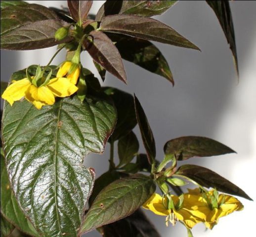 Loosestrife: planting and care, photo of flowers in a flower bed