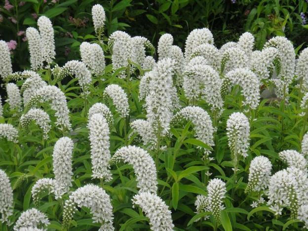 Loosestrife: planting and care, photo of flowers in a flower bed