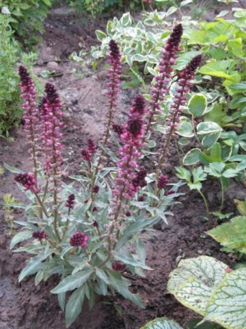 Loosestrife: planting and care, photo of flowers in a flower bed