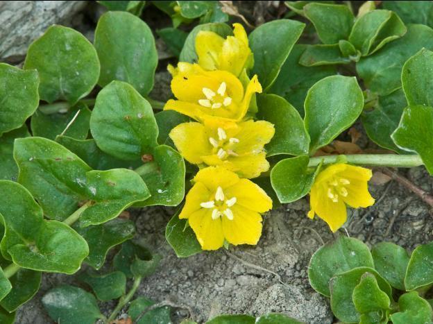 Loosestrife: planting and care, photo of flowers in a flower bed