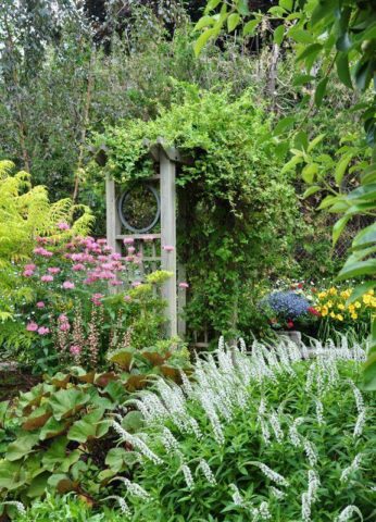 Loosestrife: planting and care, photo of flowers in a flower bed