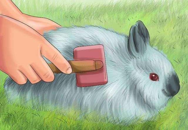 Lop-eared decorative rabbit: care and maintenance