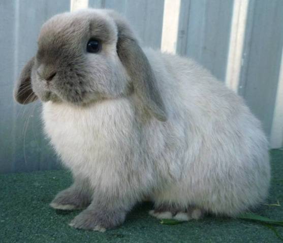 Lop-eared decorative rabbit: care and maintenance