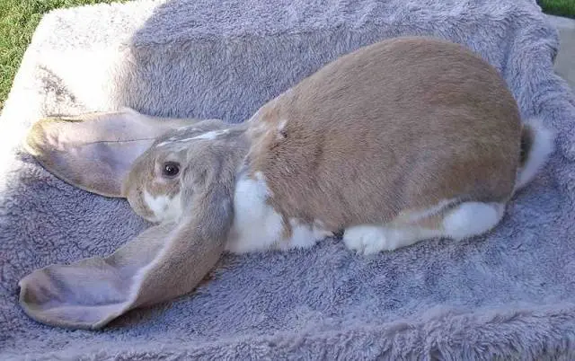 Lop-eared decorative rabbit: care and maintenance