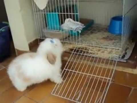 Lop-eared decorative rabbit: care and maintenance