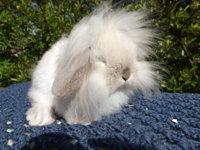 Lop-eared decorative rabbit: care and maintenance