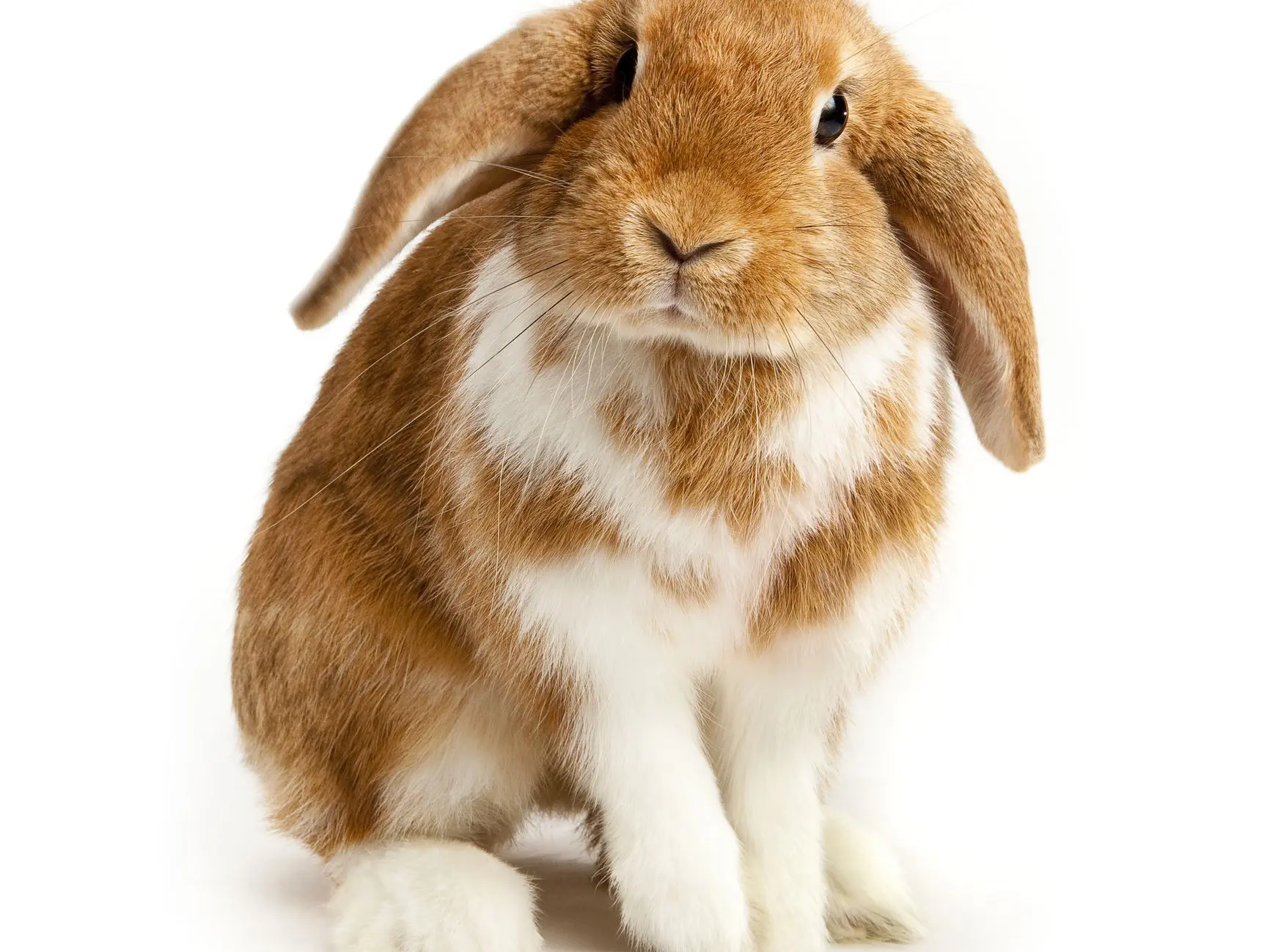 Lop-eared decorative rabbit: care and maintenance