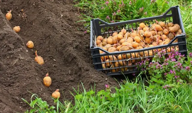 Lorch potato varieties: reviews and characteristics