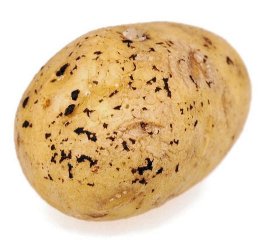 Lorch potato varieties: reviews and characteristics