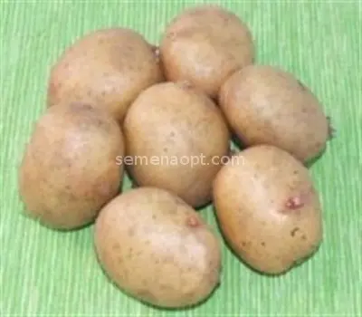 Lorch potato varieties: reviews and characteristics