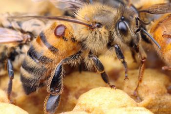 Loseval: instructions for use for bees