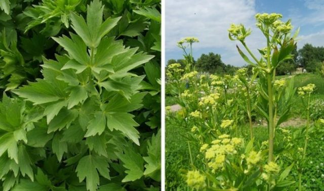 Lovage or celery: differences