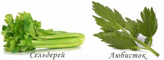 Lovage or celery: differences