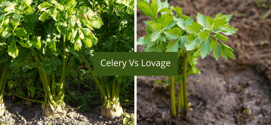 Lovage or celery: differences