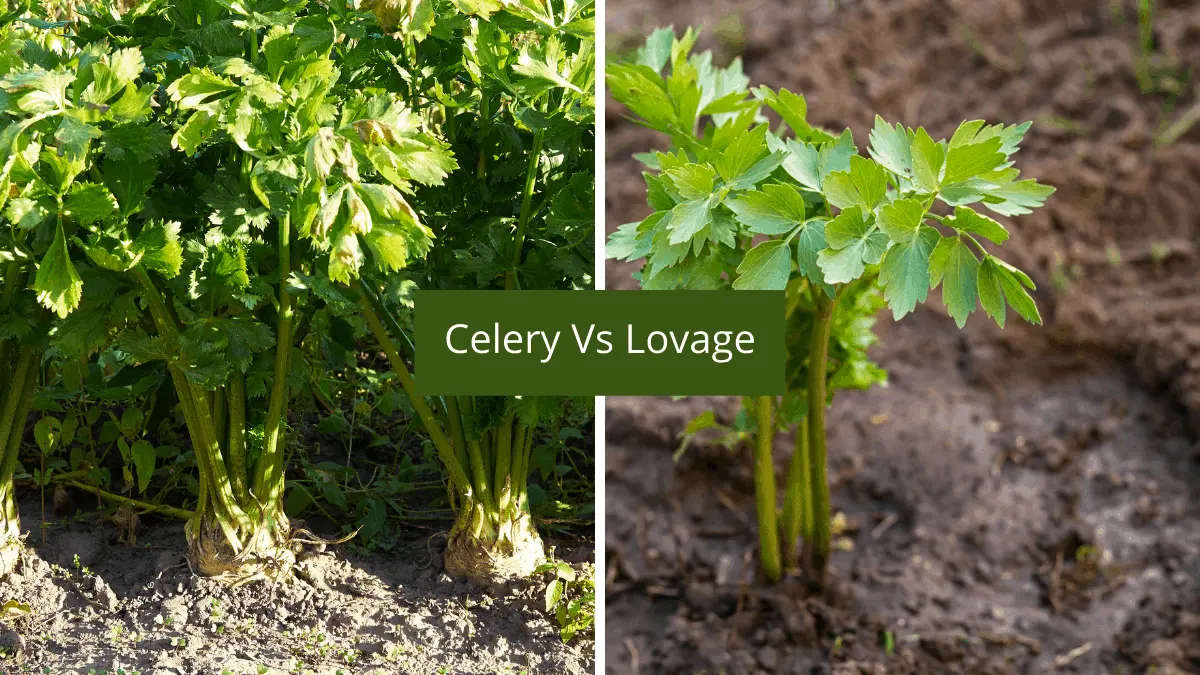 Lovage or celery: differences