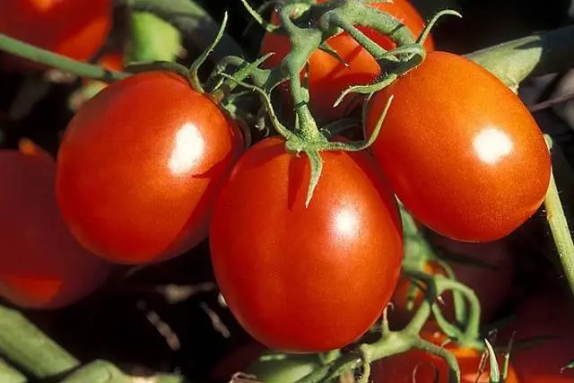 low growing cherry tomatoes 