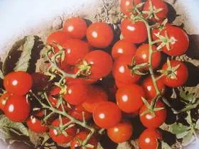 low growing cherry tomatoes 