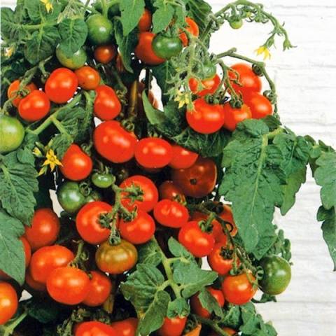 low growing cherry tomatoes 