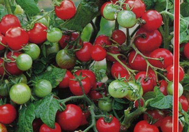 low growing cherry tomatoes 