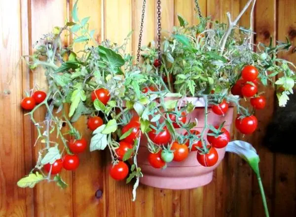 low growing cherry tomatoes 