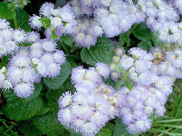 Low-growing flowers for flower beds blooming all summer