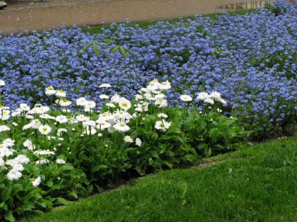 Low-growing flowers for flower beds blooming all summer