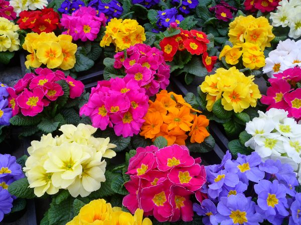 Low-growing flowers for flower beds blooming all summer